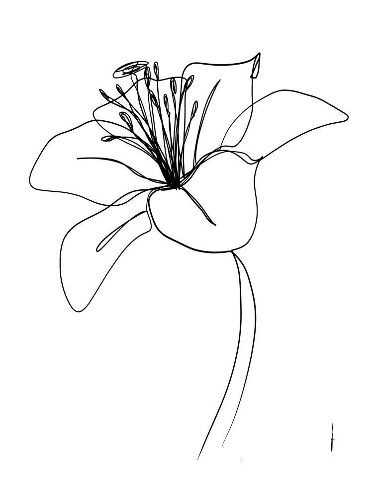 LILY
