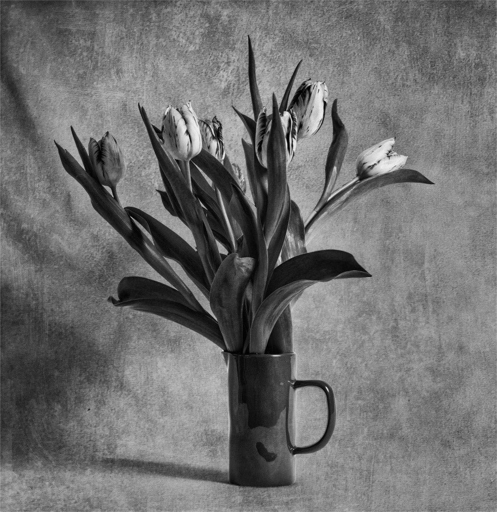 Tulipes Monochromes