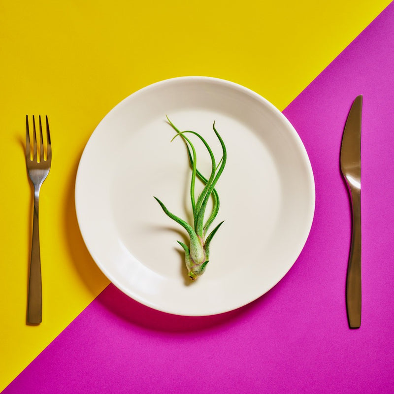 The botanical food