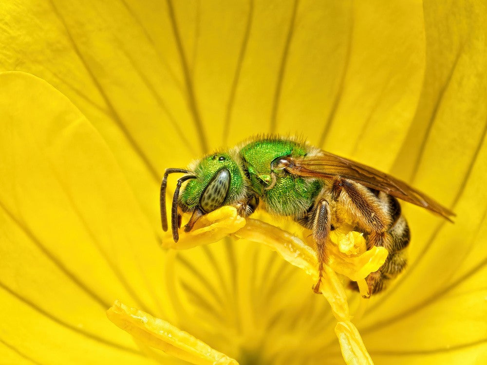 An Essential Pollinator