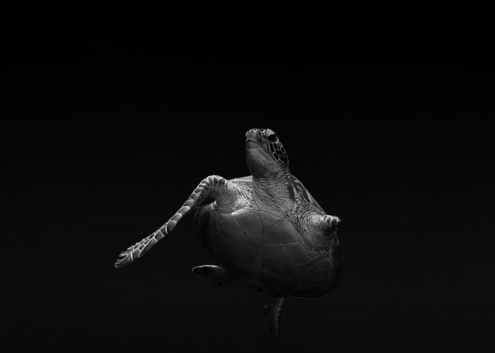 Survivor Turtle
