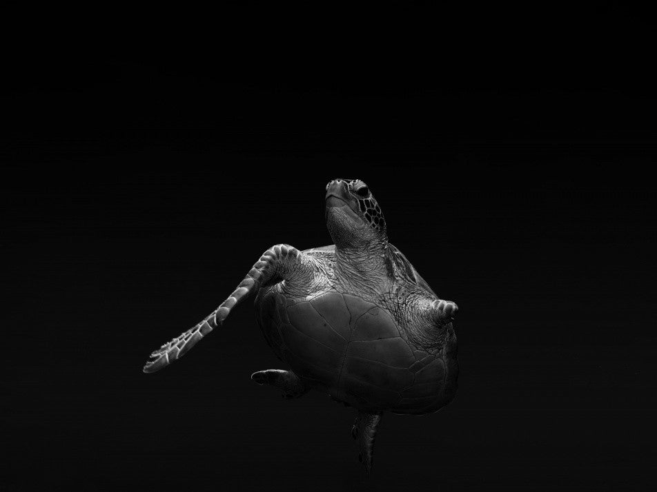 Survivor Turtle