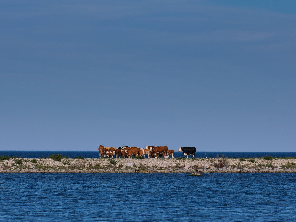 Cows at rhe waterfront