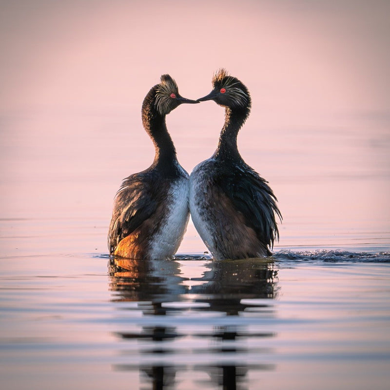 Eared Grebes