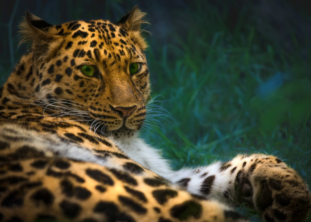Amur Leopard