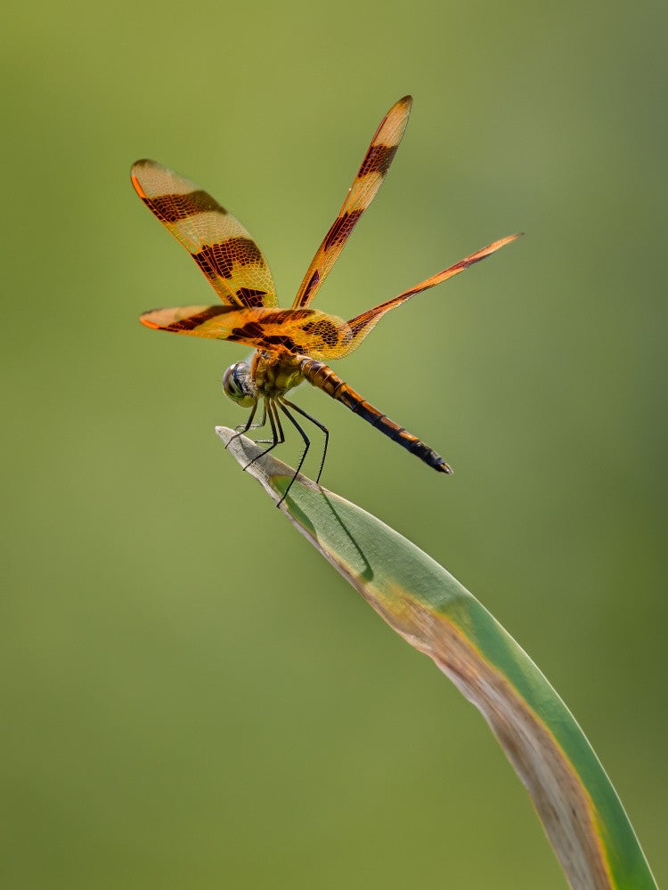 The Dancer