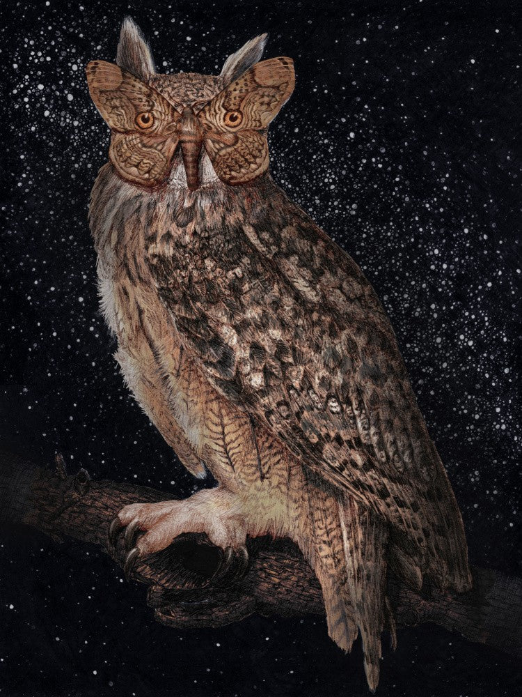 Camouflage and Stars Colour