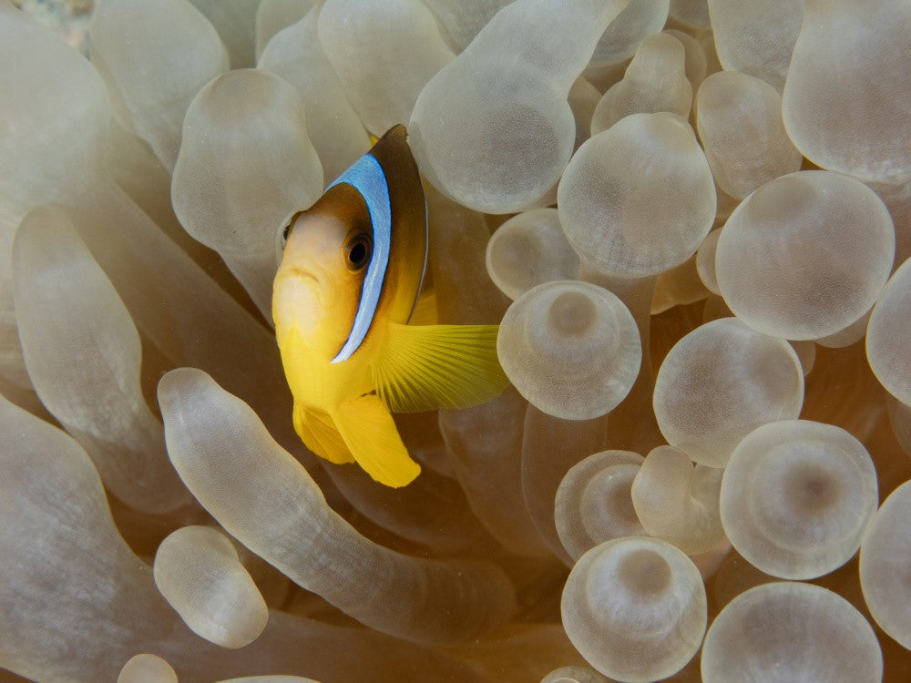 Anemone Fish