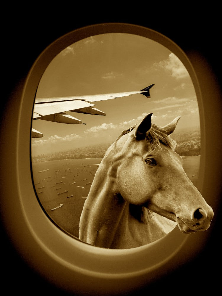 Skyward Equine View
