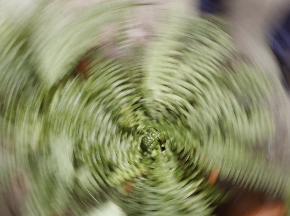 Farn-Spiralwirbel