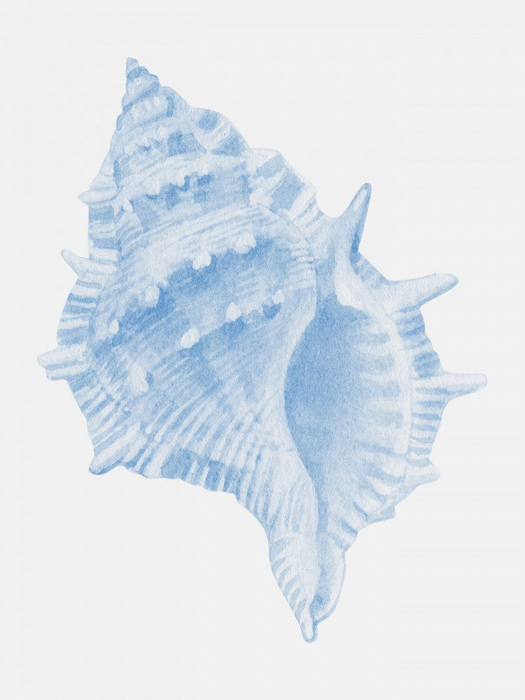 Une Conque Bleue