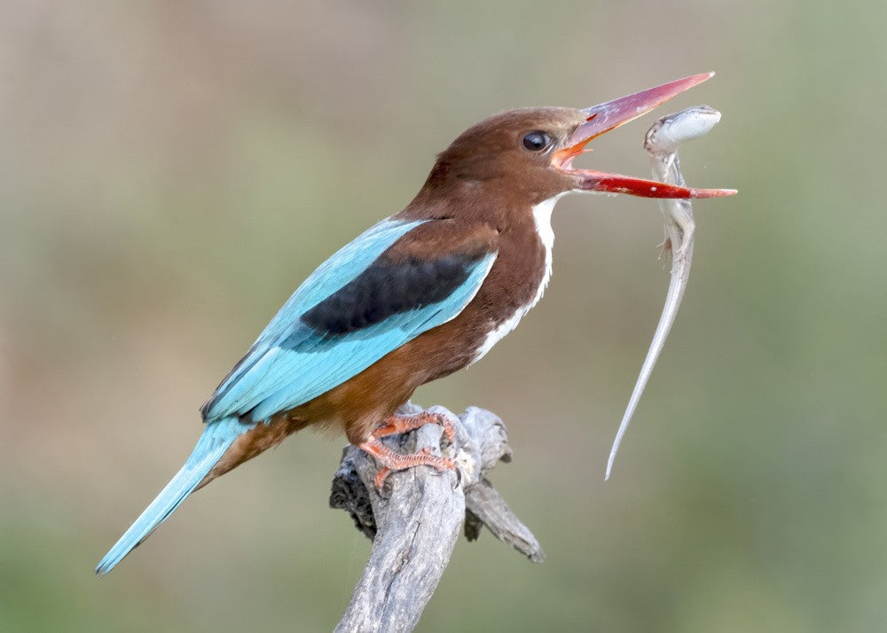 White-throated Kingfisher