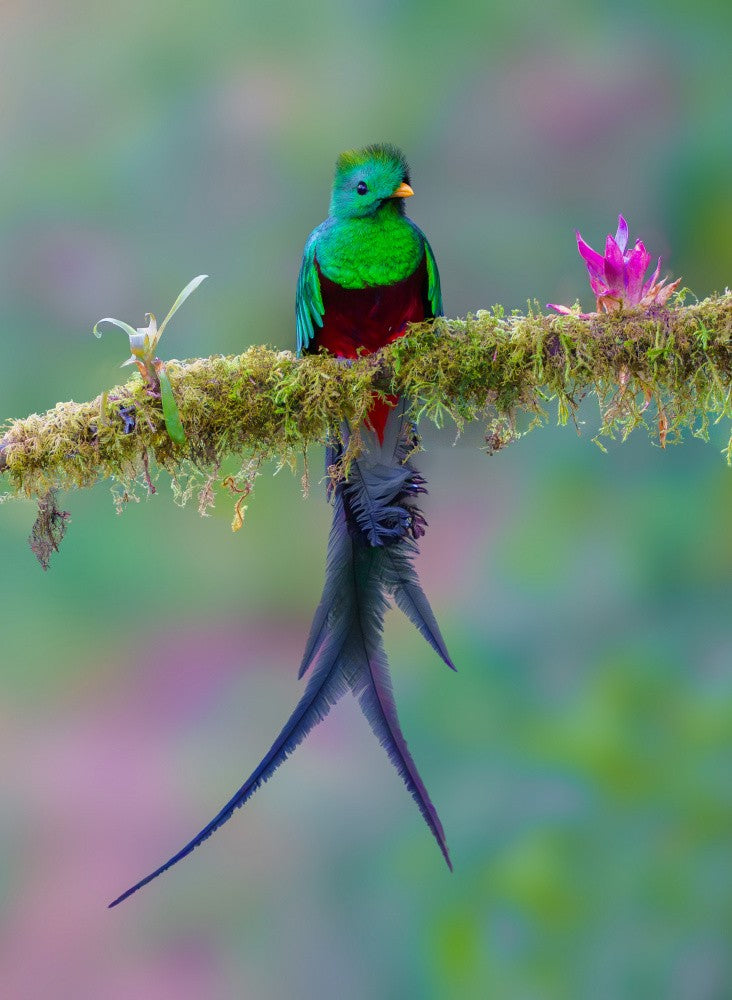 Prachtquetzal