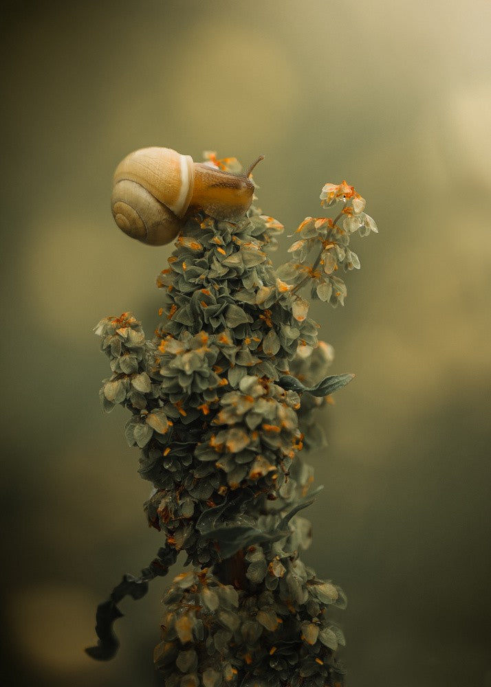 Snail