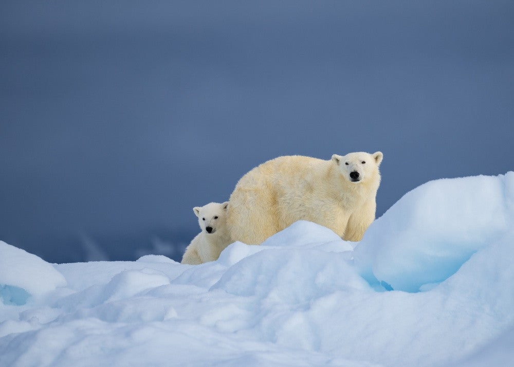 Momma and me .. Svalbard