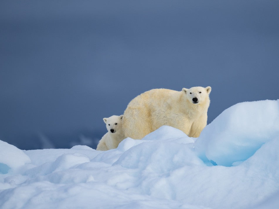 Momma and me .. Svalbard