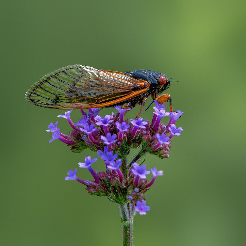 Redeye cicada