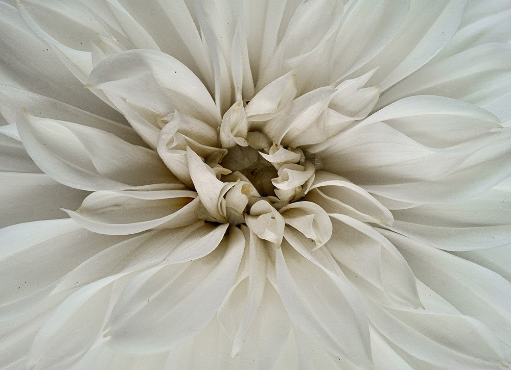 A dahlia