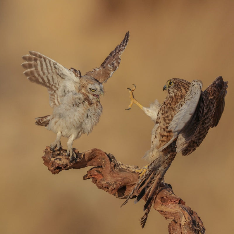 The battle
