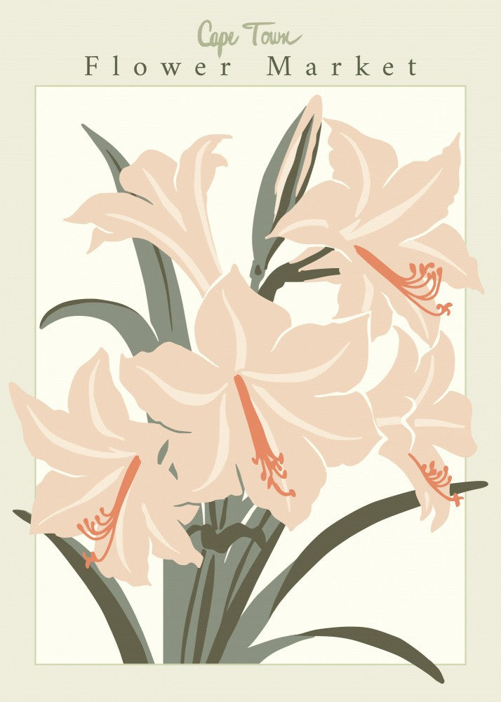 Blumenmarkt Kapstadt Amaryllis