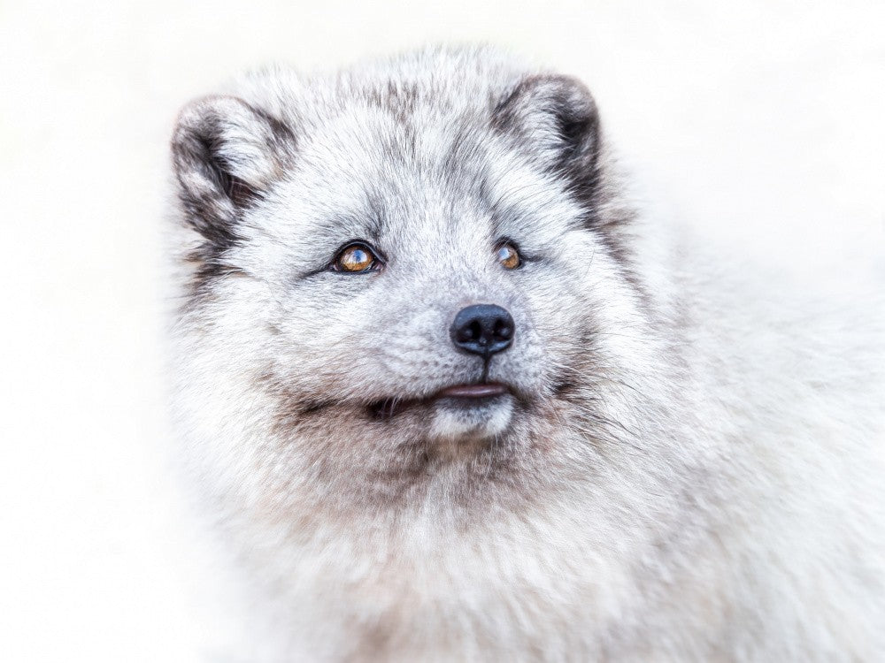 fox polaris