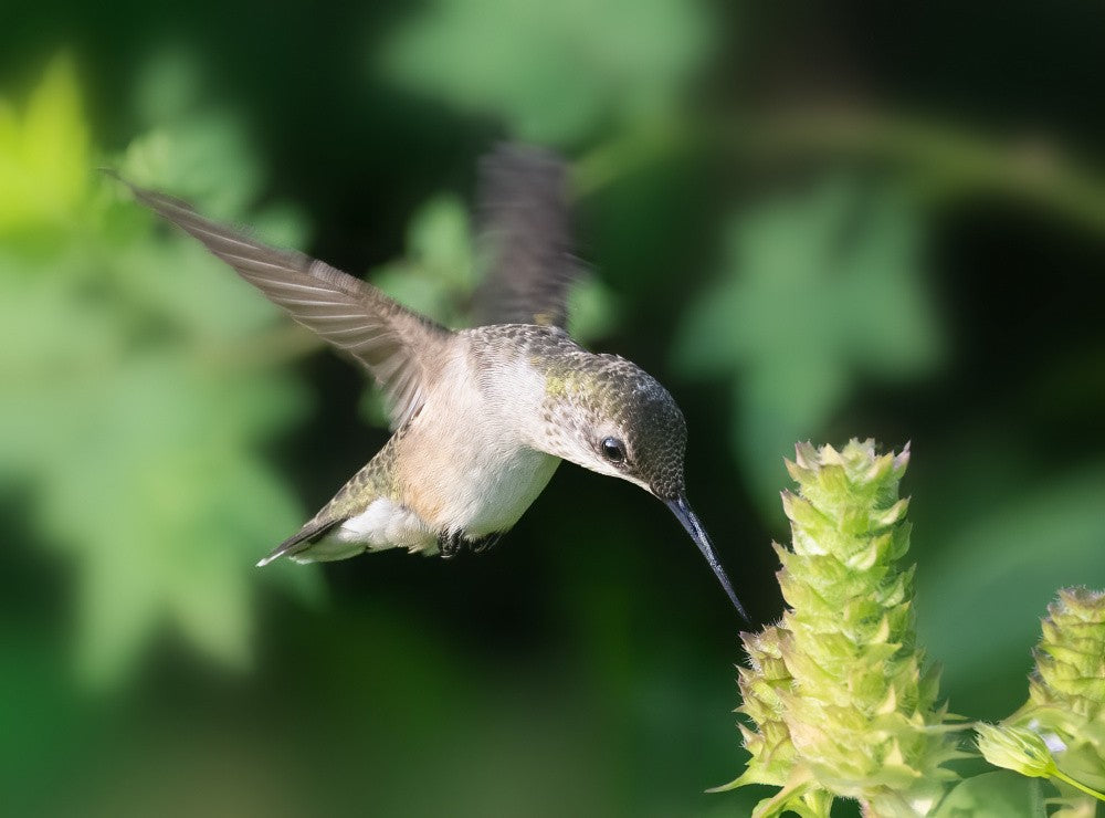 Whispers of Flight