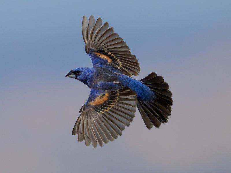 Blue grosbeak