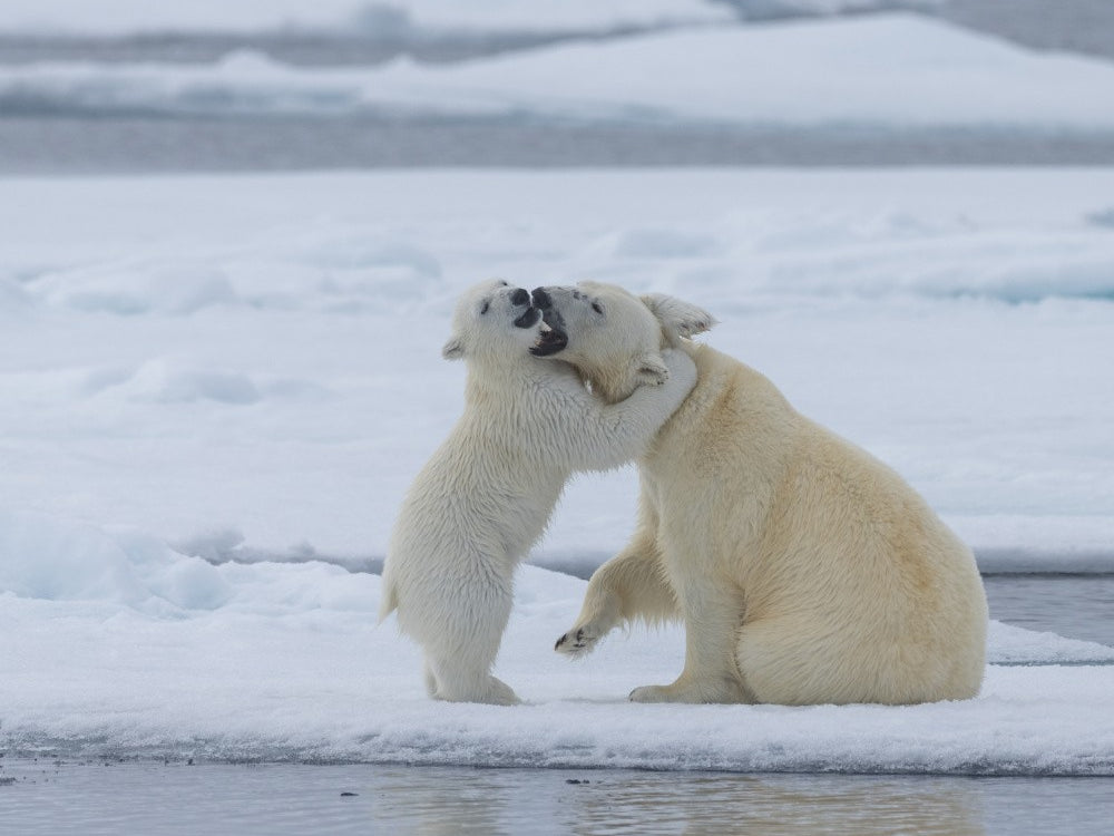 The cuddle .. Svalbard