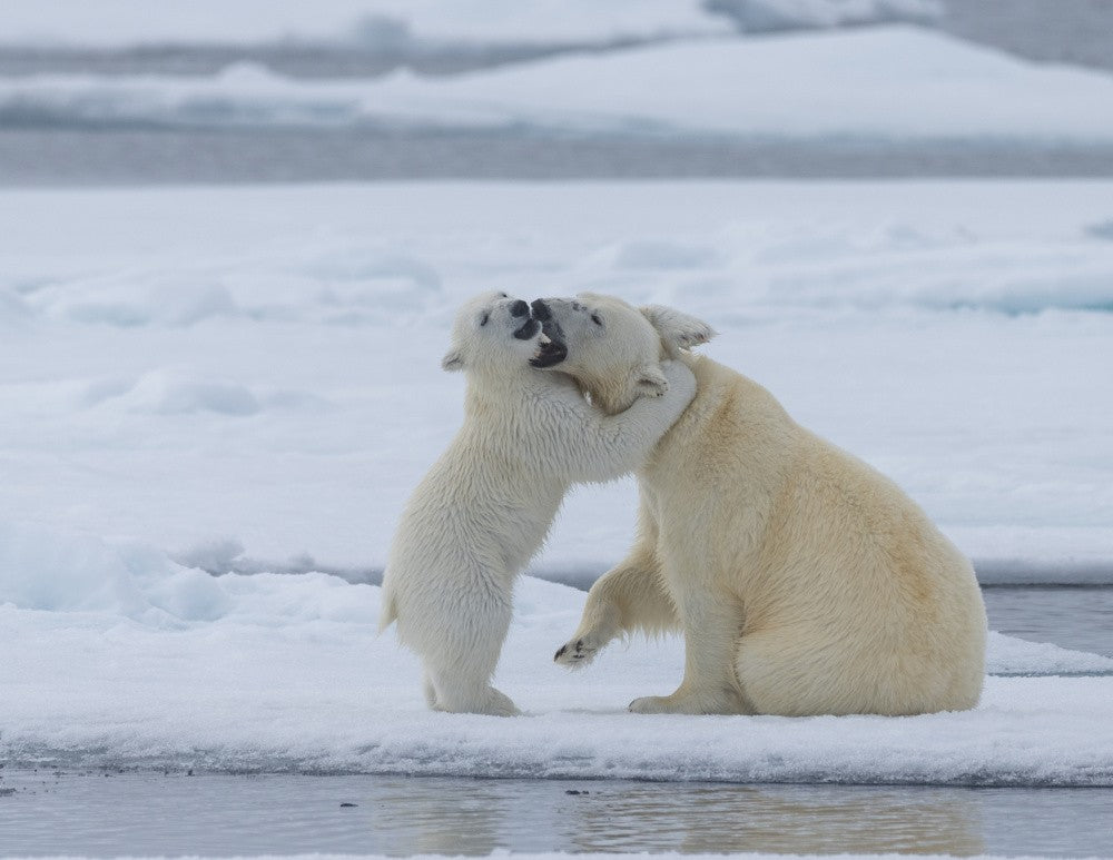The cuddle .. Svalbard