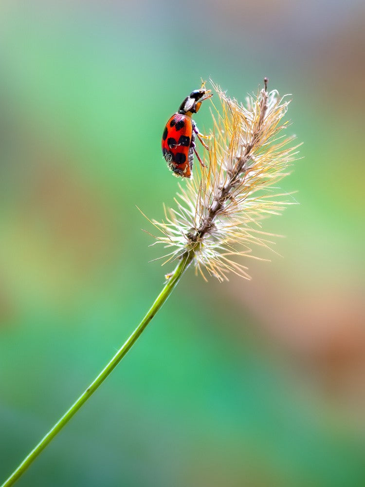 Climber