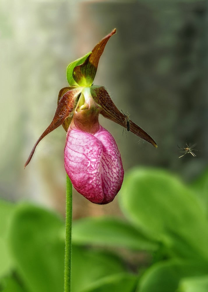 Capricious Beauty