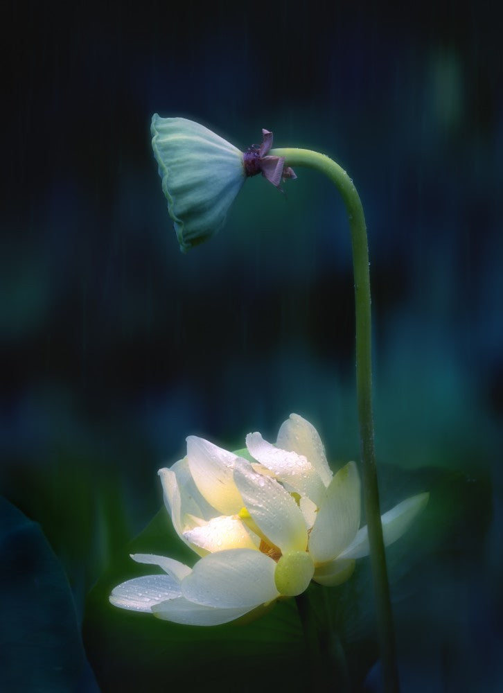 Rainy day in the lotus pond