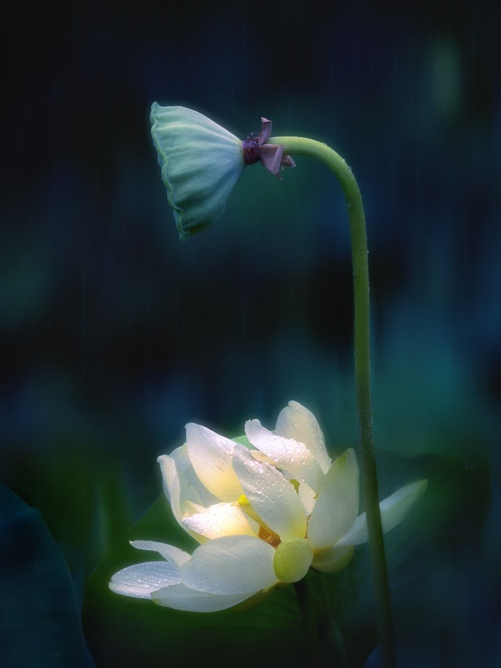 Rainy day in the lotus pond