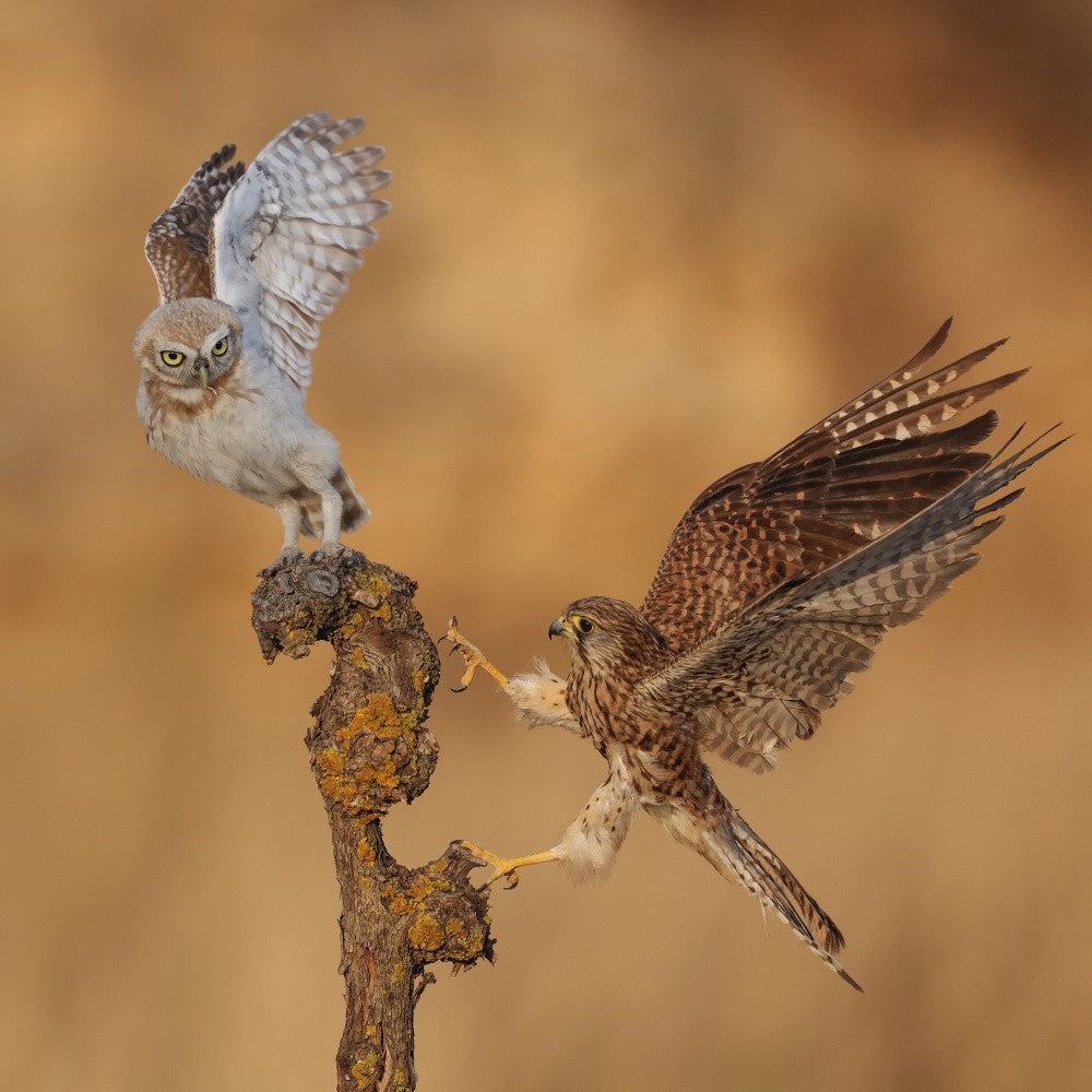 The battle