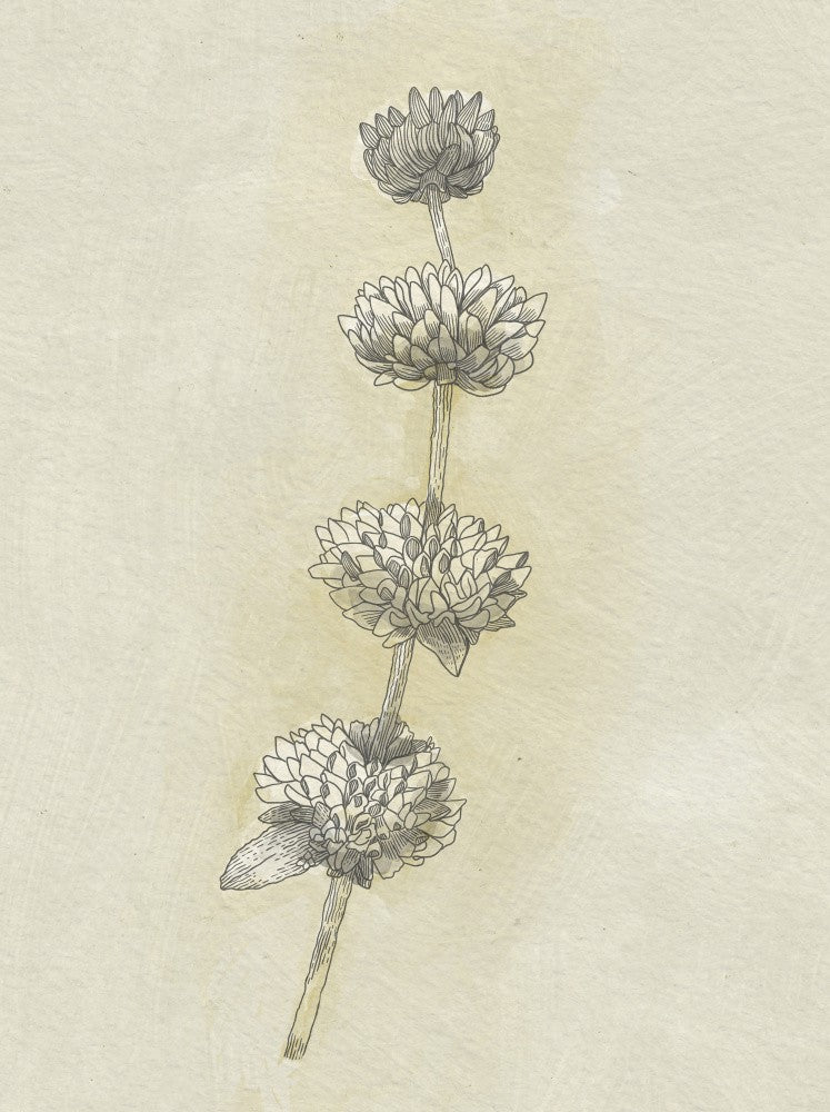 Seed Pods