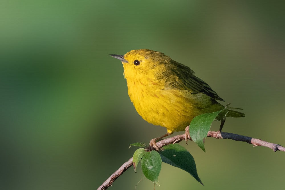 Sunlit Yellow Warbler