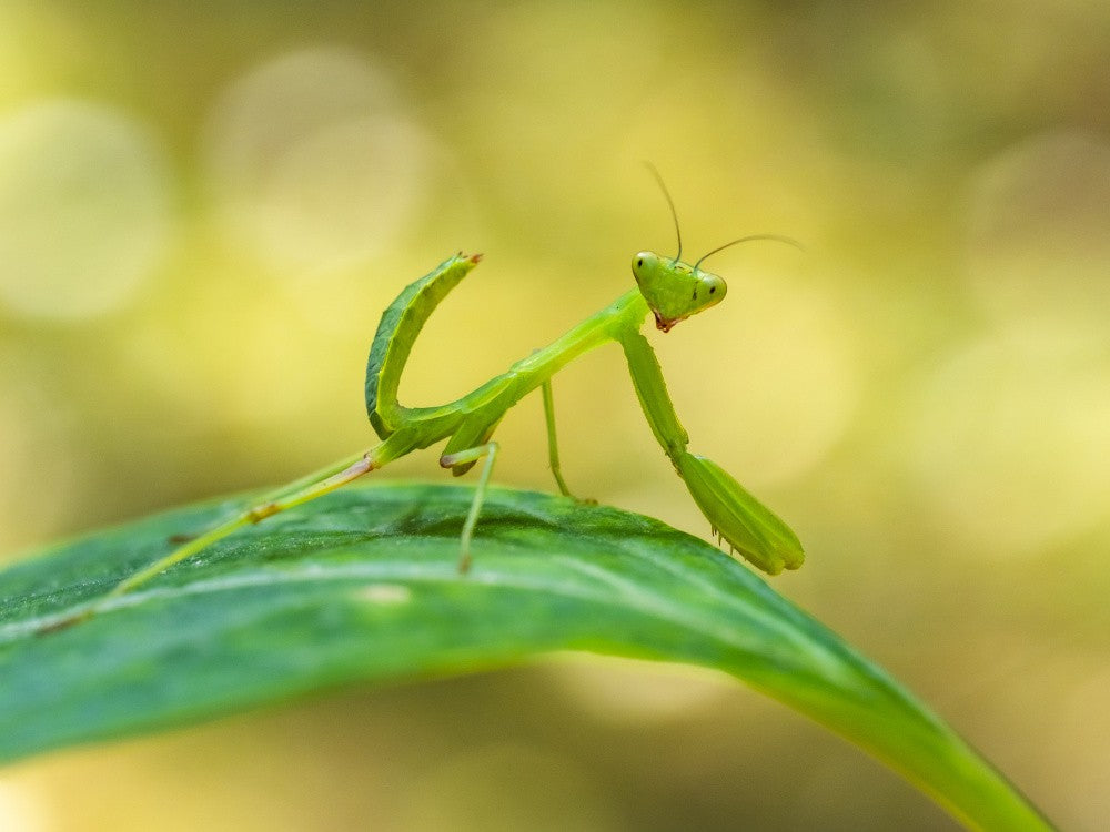 Mantis