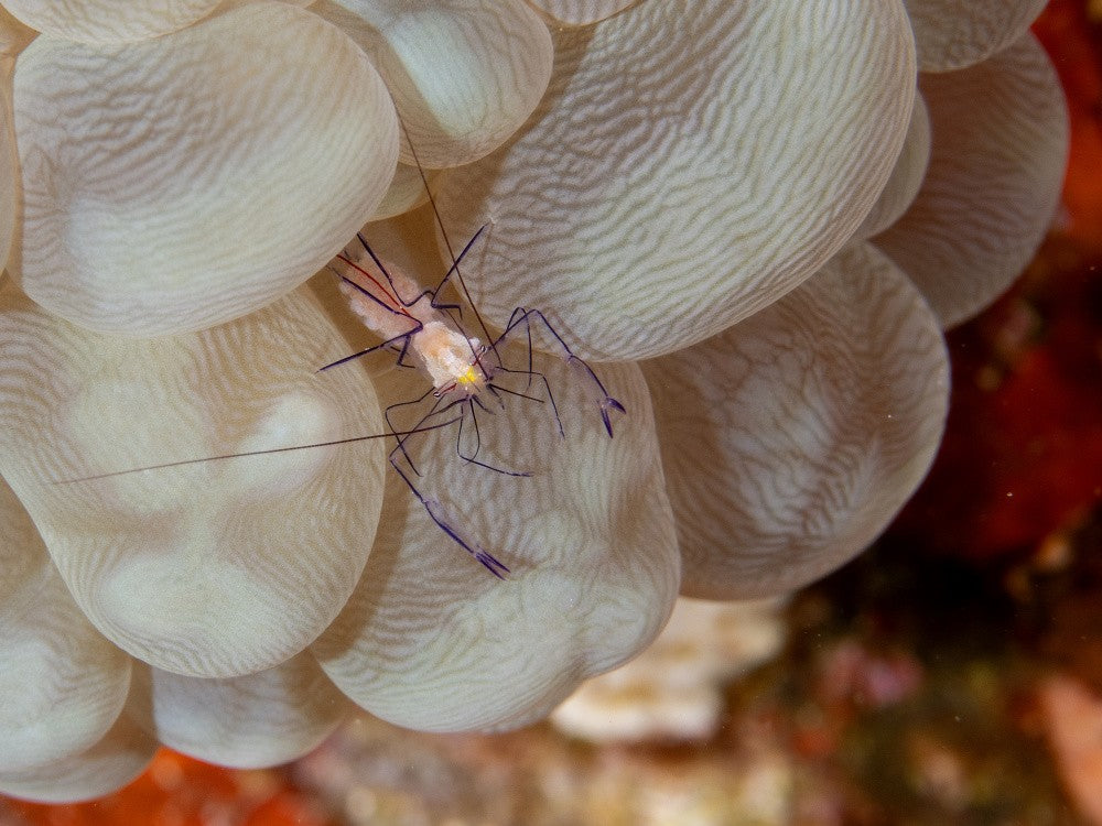 Bubble Coral Shrimp