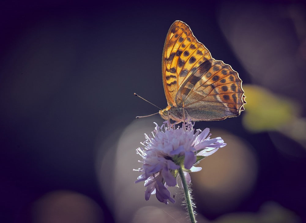 Silver-washed Fritillary.