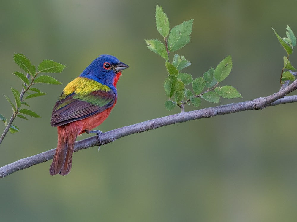 Painted bunting