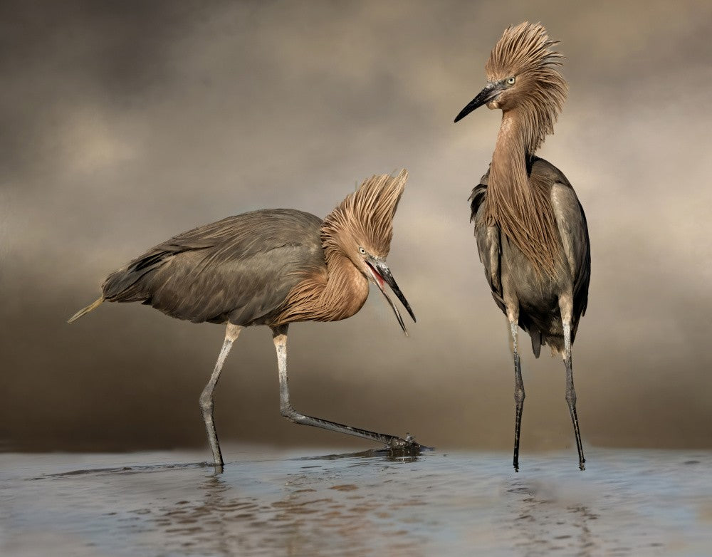 Juveniles