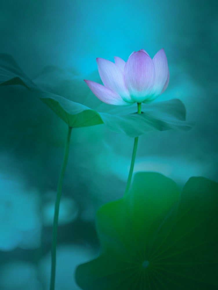 Blooming Through