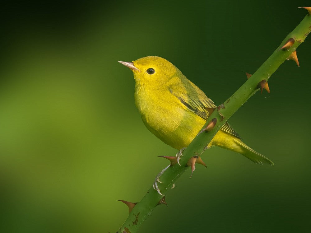 Yellow Radiance