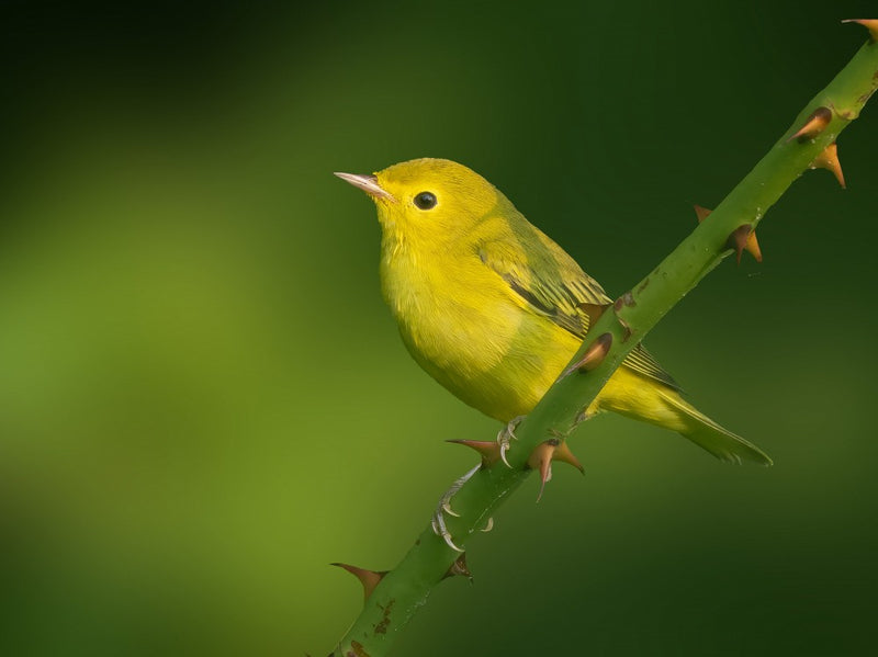 Éclat jaune