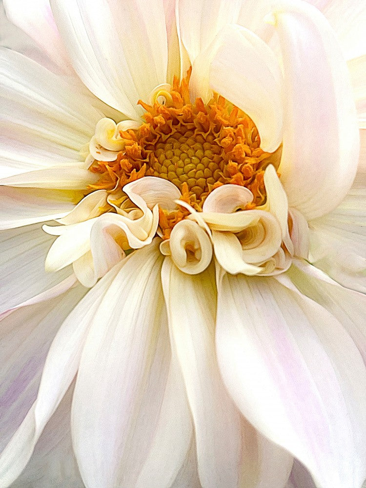 The Darling Dahlia