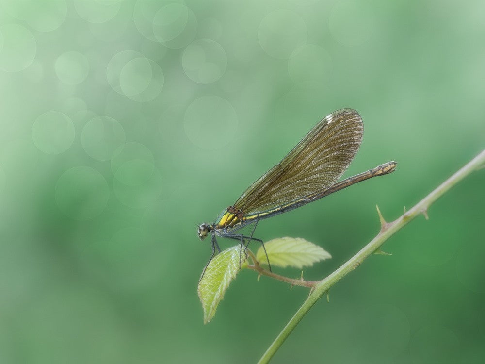 A fine dancer