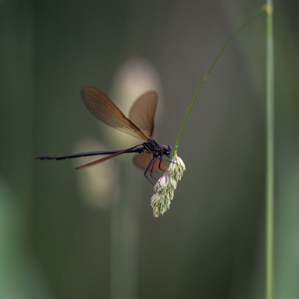 Attached to twig