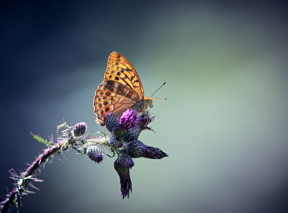 Silver-washed Fritillary.