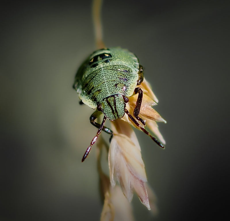 Green shield bug