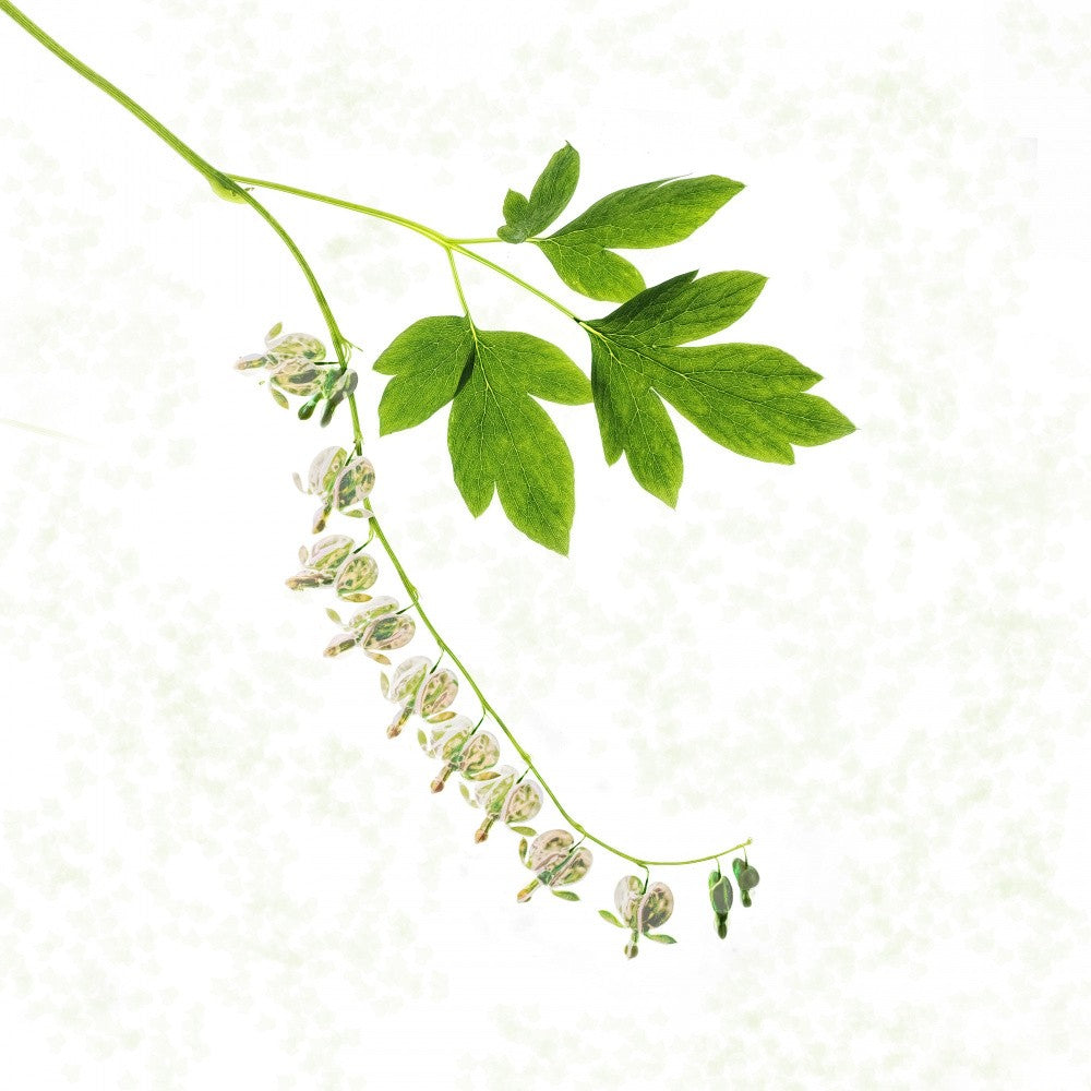 A String of Hope